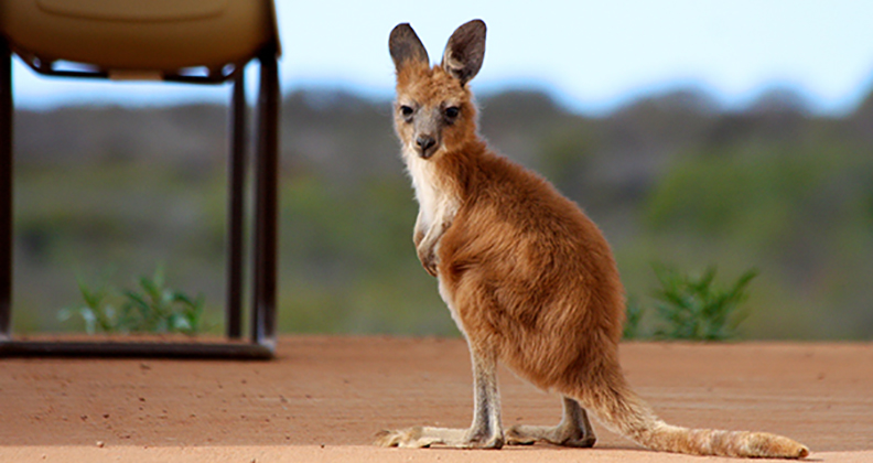 barrow island kangaroo