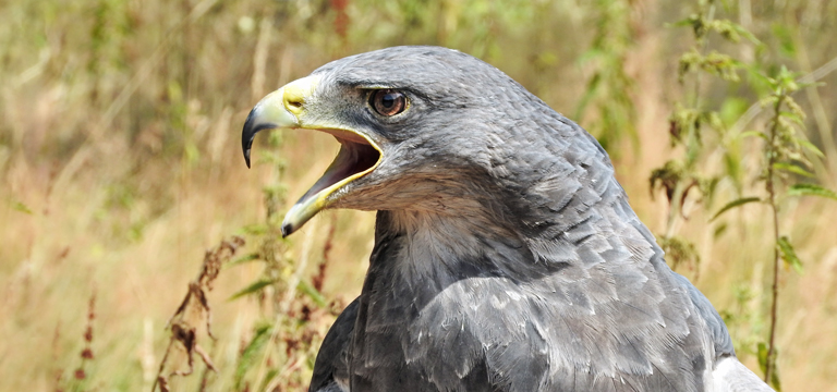 Chevron strives to avoid or reduce the potential for significant impacts on sensitive species, habitats and ecosystems, including the South American Black-Chested Buzzard Eagles.