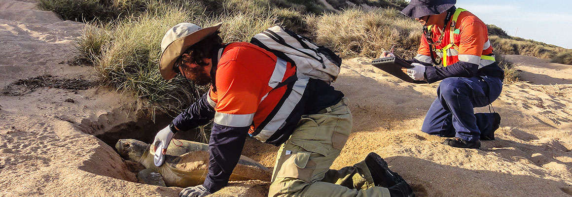 雪佛龙澳大利亚开发并实施了与Gorgon项目相关的一些海龟监测计划。