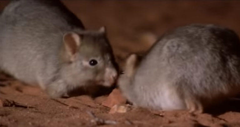 Chevron Protects Wildlife on Barrow Island