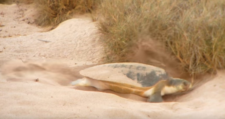 Chevron Protects Sea Turtles on Barrow Island