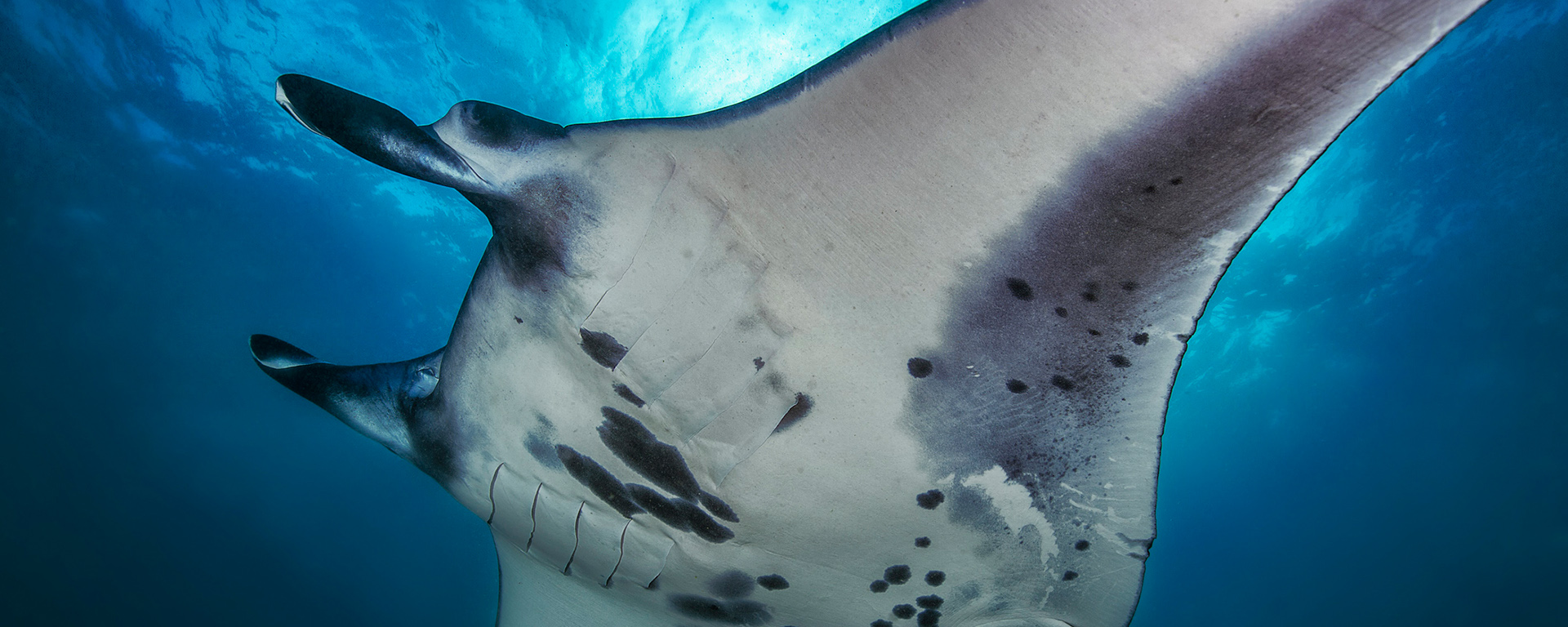 拯救Maratua岛的珊瑚礁蝠鲼