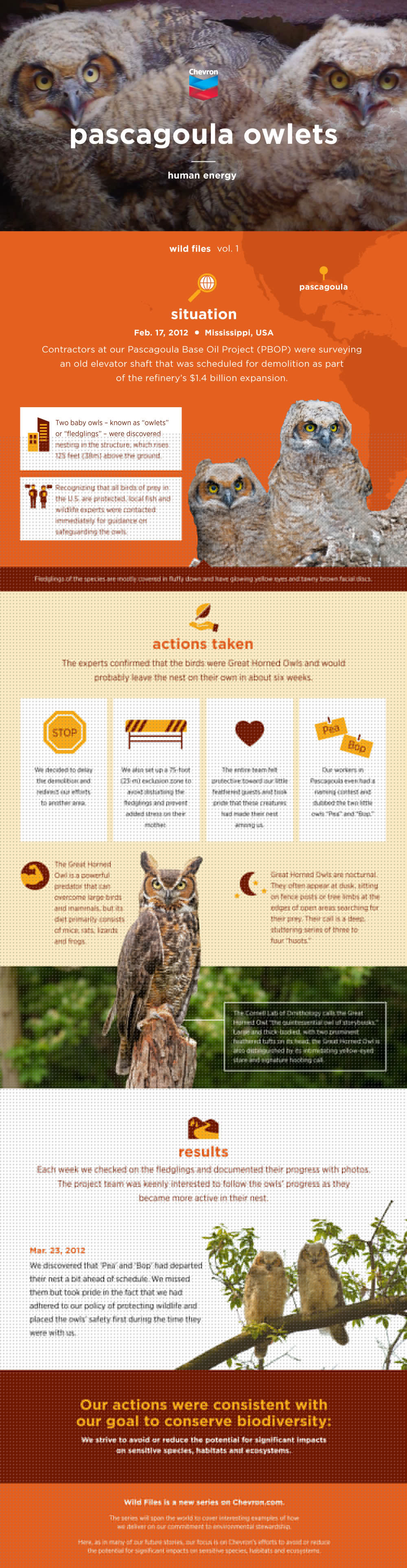 野生文件帕斯卡古拉owlets