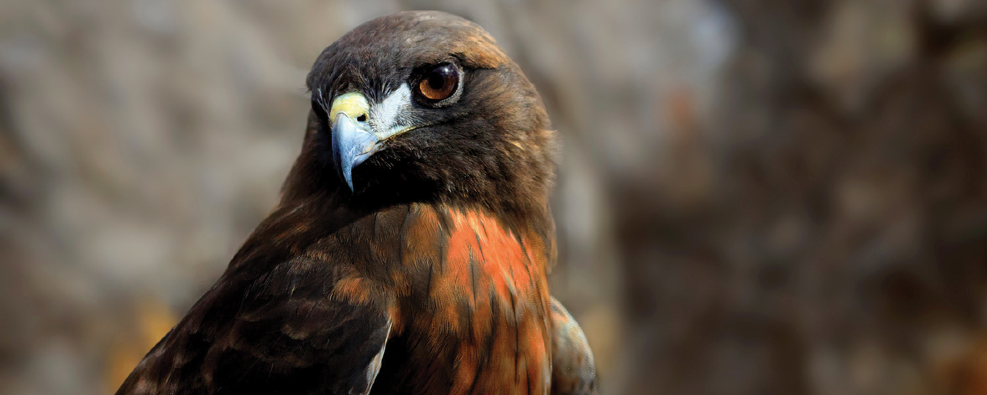 野生档案：北美的红尾鹰